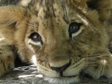 4 weeks, Antelope Park, Zimbabwe, Lion work
